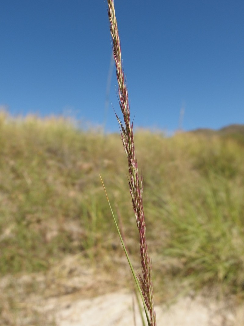 Southwestern Muhly photo 6