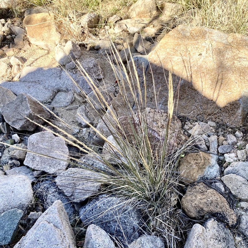 Southwestern Muhly photo 8
