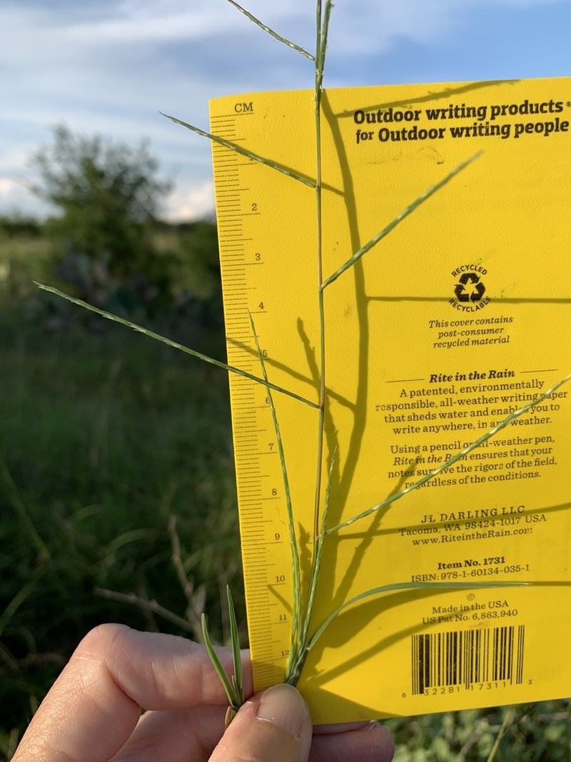 Tumblegrass