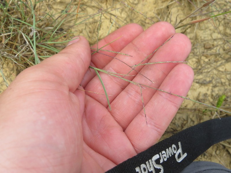 Tumblegrass photo 2