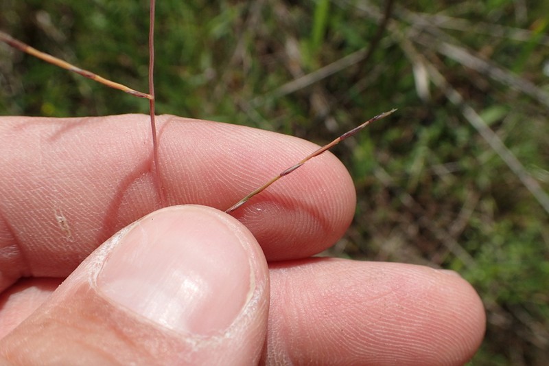Tumblegrass photo 3