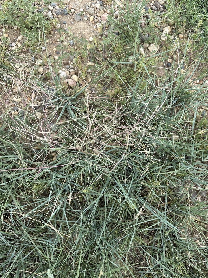 Tumblegrass photo 4