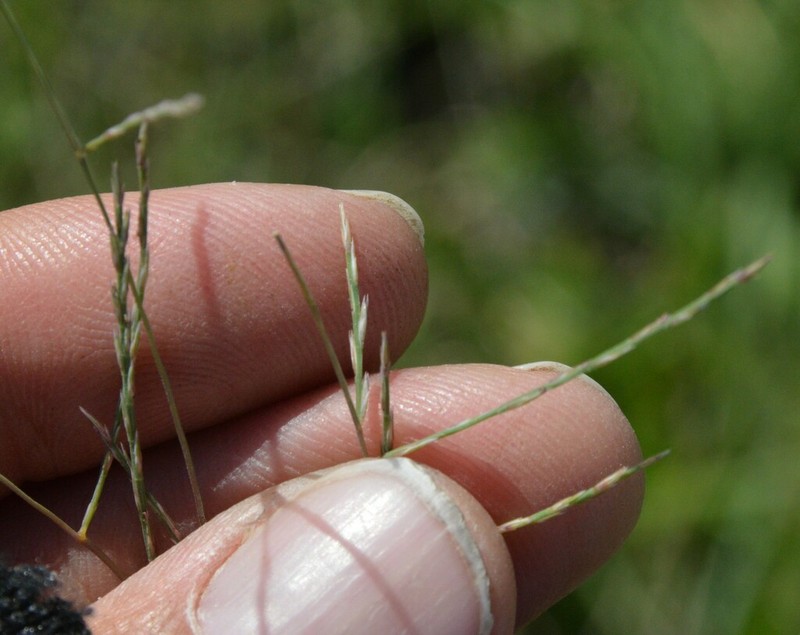 Tumblegrass photo 5