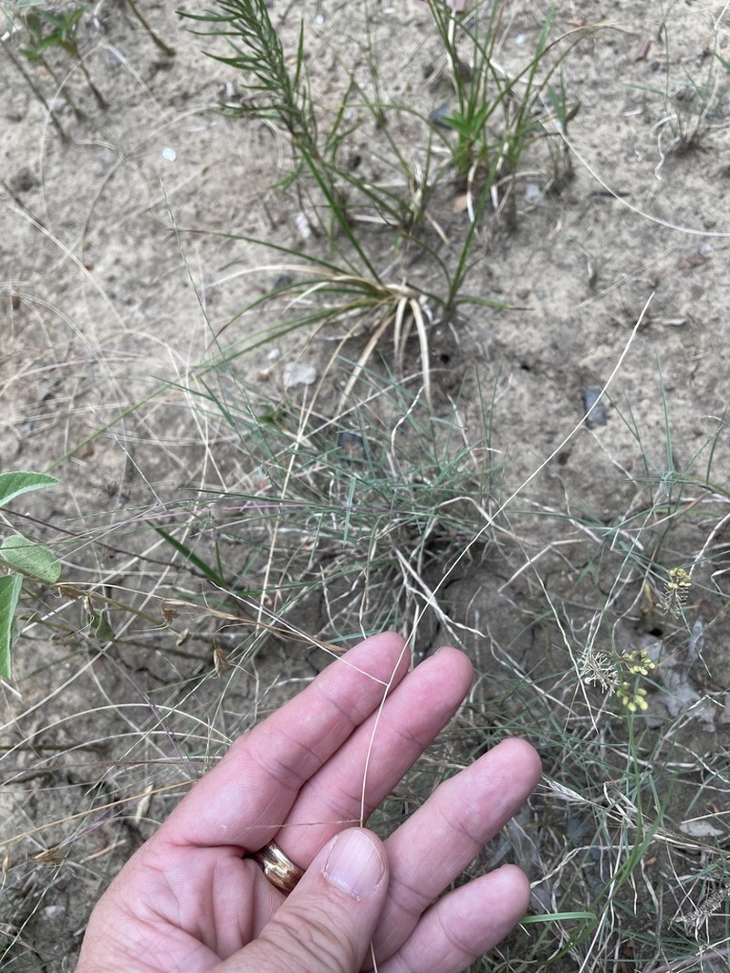 Tumblegrass photo 6