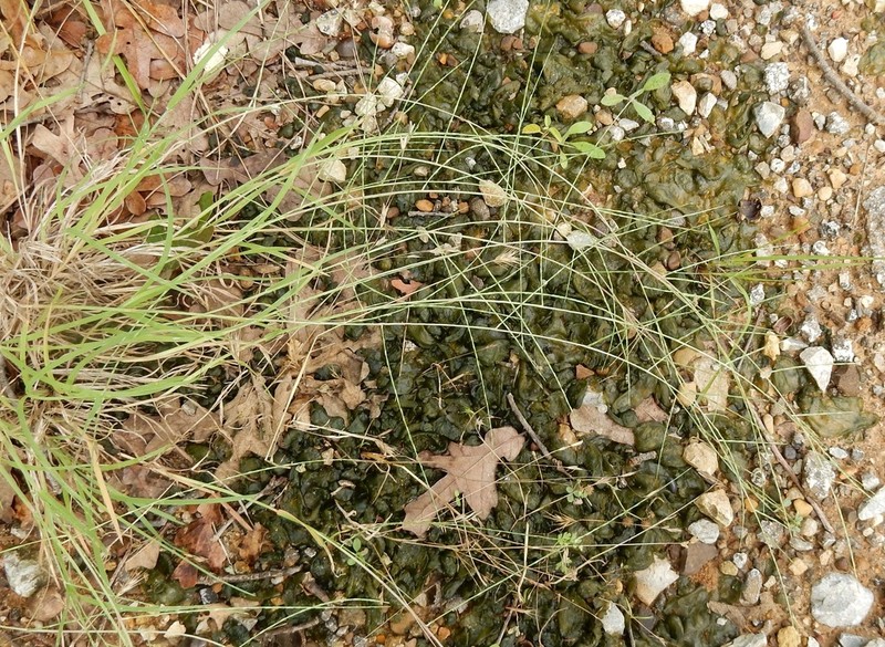 Tumblegrass photo 8