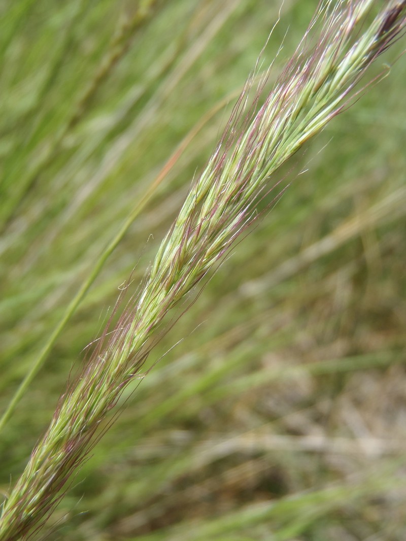 New Mexico Muhly