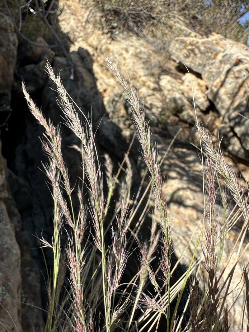 New Mexico Muhly photo 2