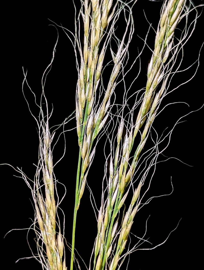 New Mexico Muhly photo 4