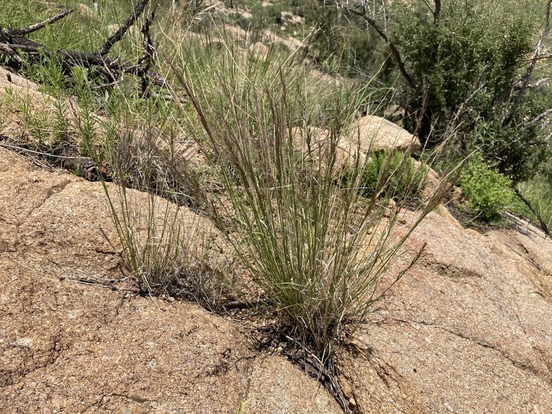 New Mexico Muhly photo 5