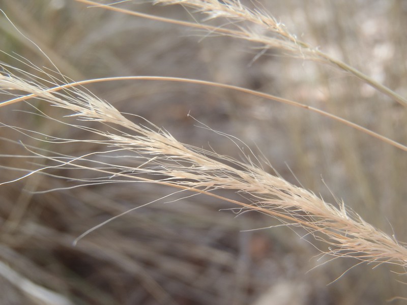 New Mexico Muhly photo 6