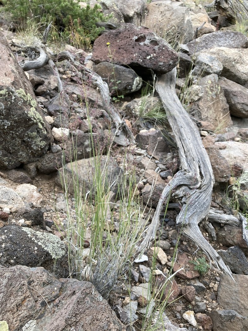 New Mexico Muhly photo 7