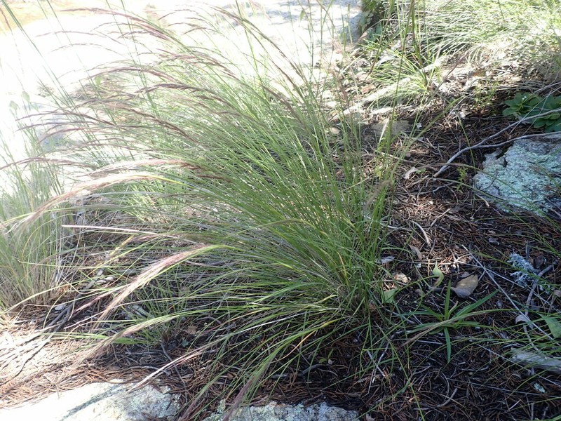 New Mexico Muhly photo 8
