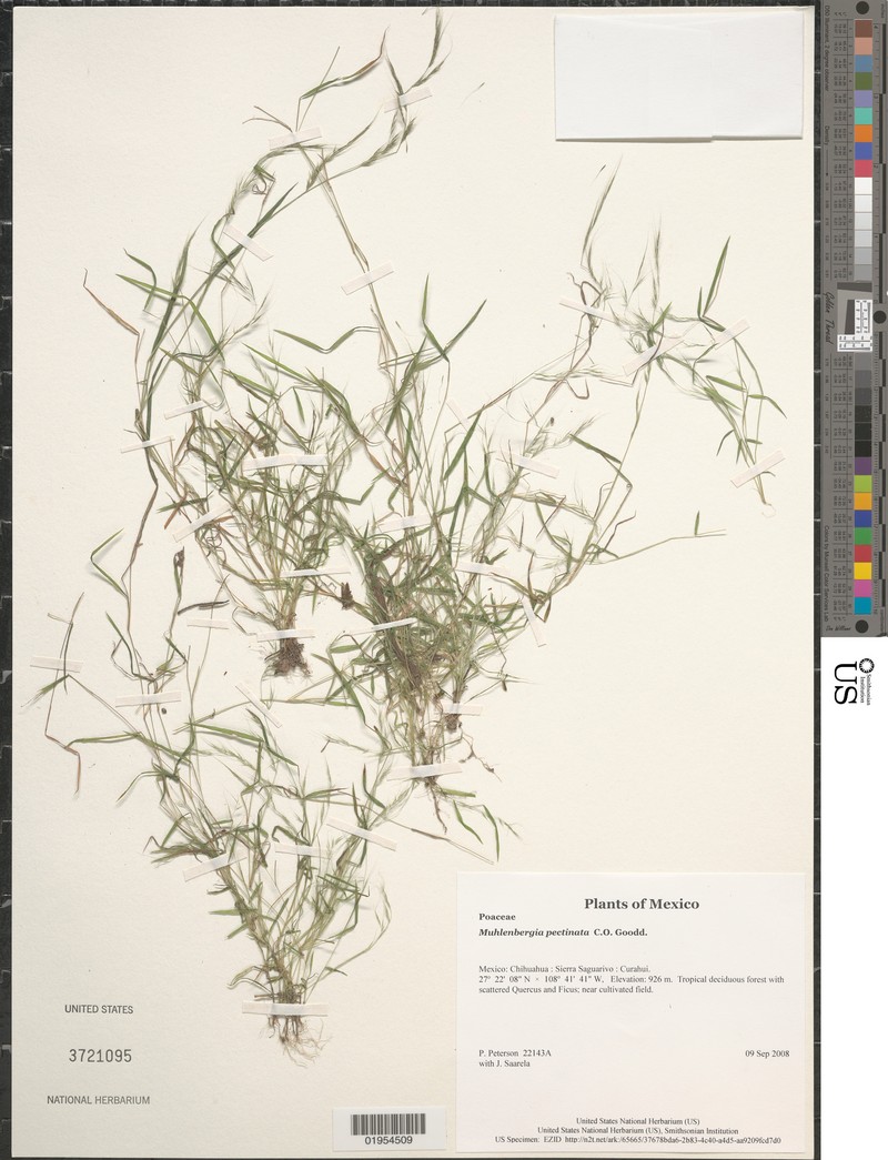 Combtop Muhly
