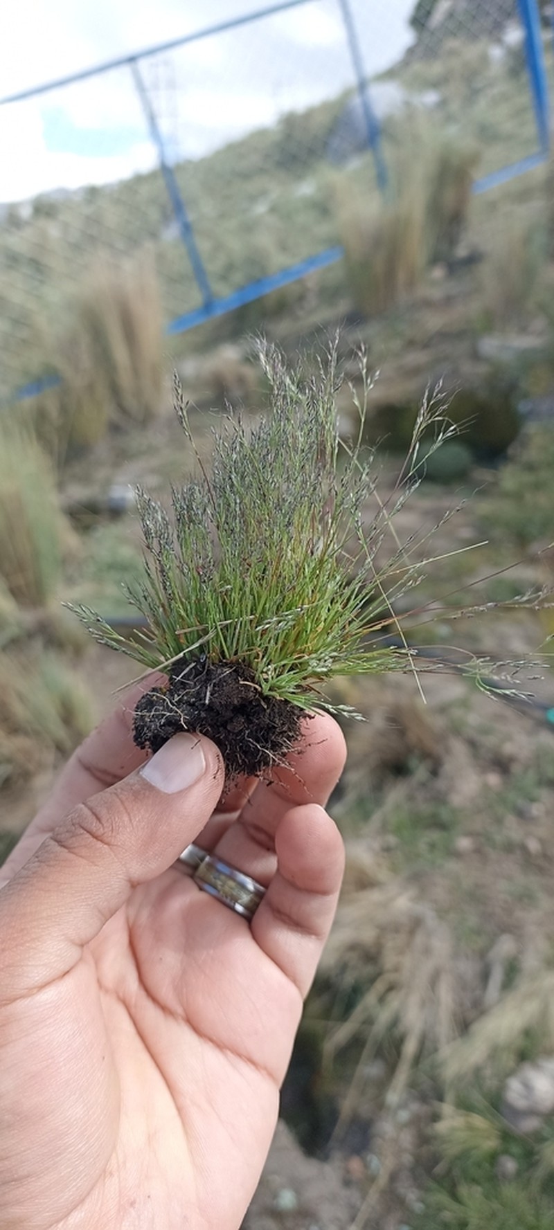 Peruvian Muhly