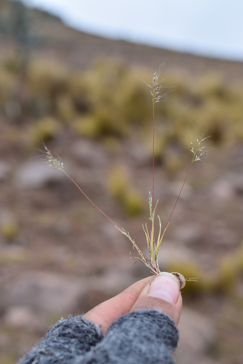 Peruvian Muhly photo 2