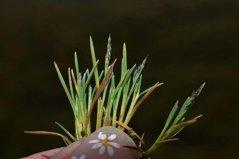 Peruvian Muhly photo 4