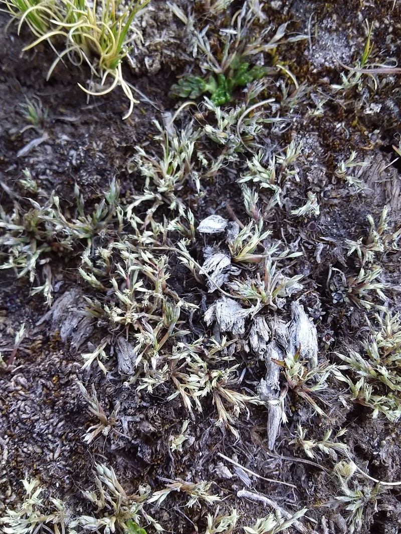 Peruvian Muhly photo 5
