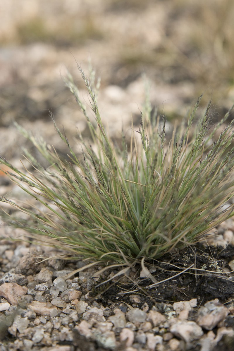 Peruvian Muhly photo 6