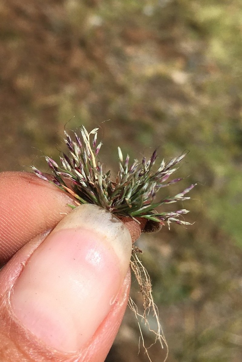 Peruvian Muhly photo 7