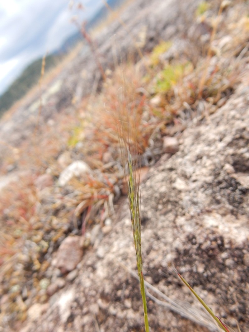 Peruvian Muhly photo 8