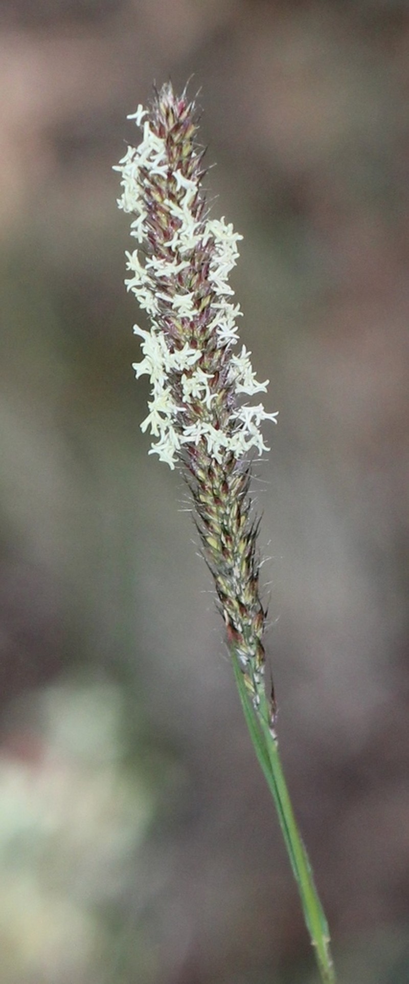 Common Wolfstail