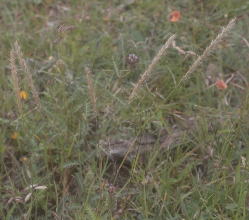 Common Wolfstail photo 5