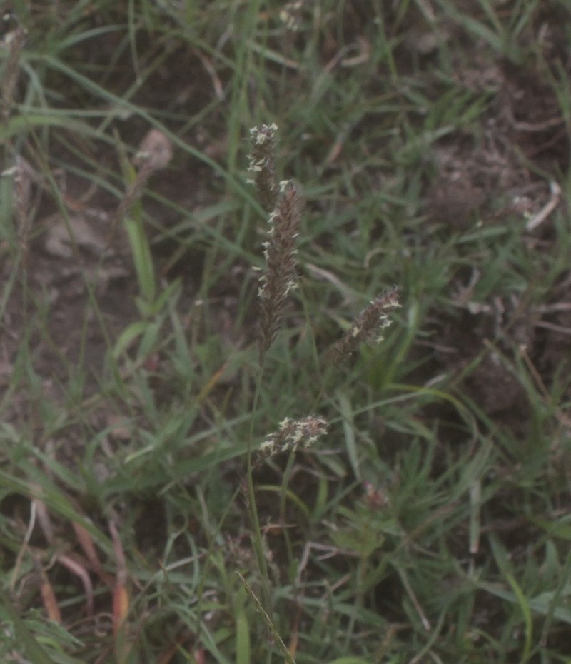 Common Wolfstail photo 6