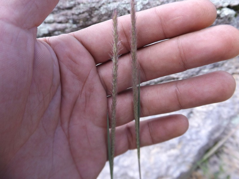 Common Wolfstail photo 7
