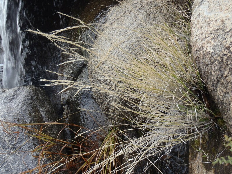 Cliff Muhly