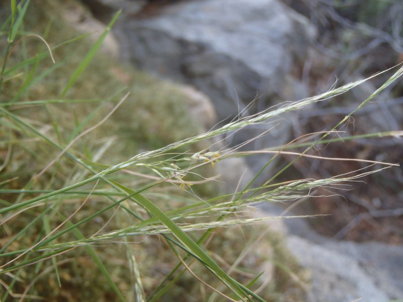 Cliff Muhly photo 4