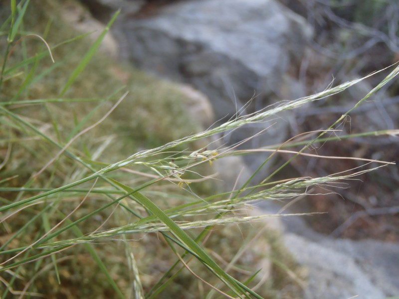 Cliff Muhly photo 6