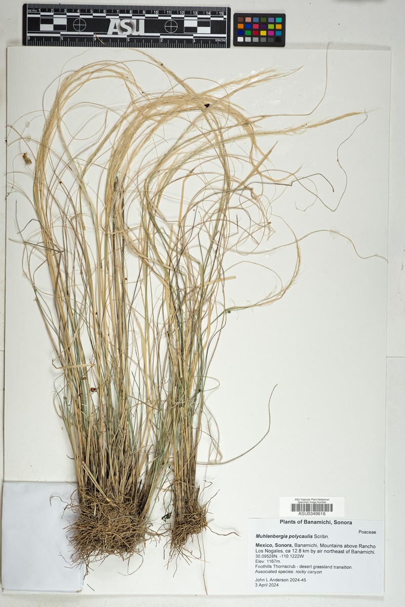 Cliff Muhly photo 8