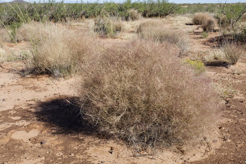 Bush Muhly