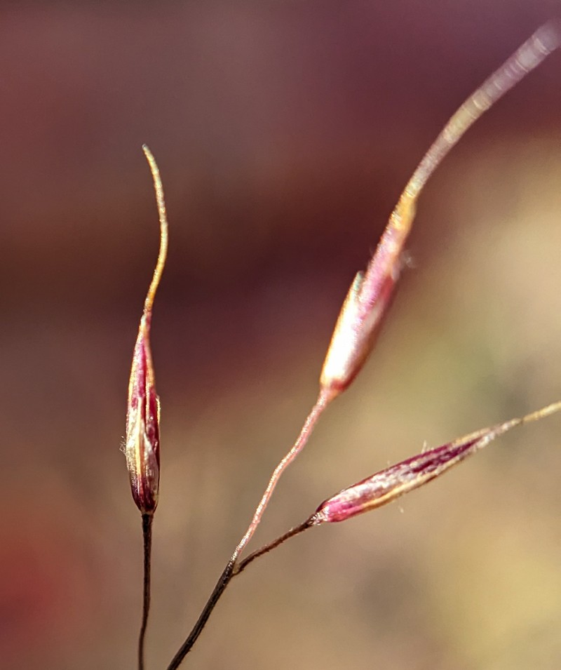 Bush Muhly photo 2