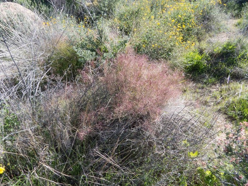 Bush Muhly photo 3