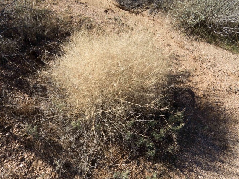 Bush Muhly photo 4