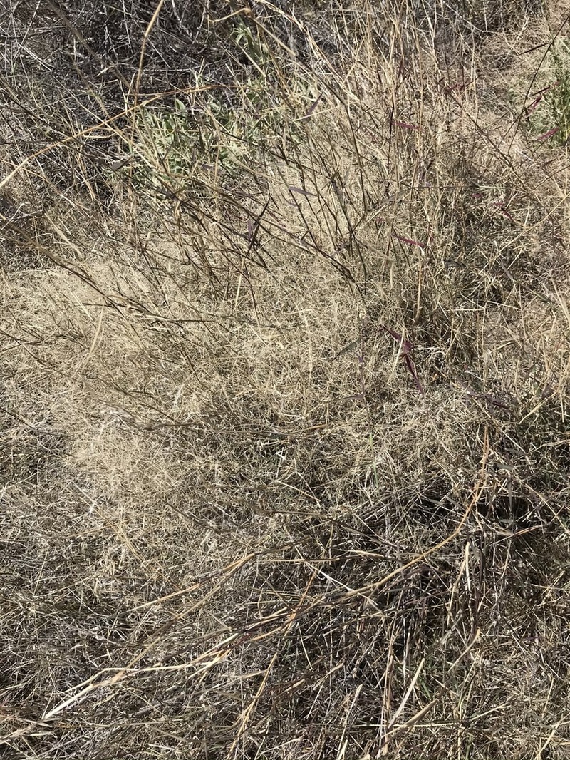 Bush Muhly photo 5