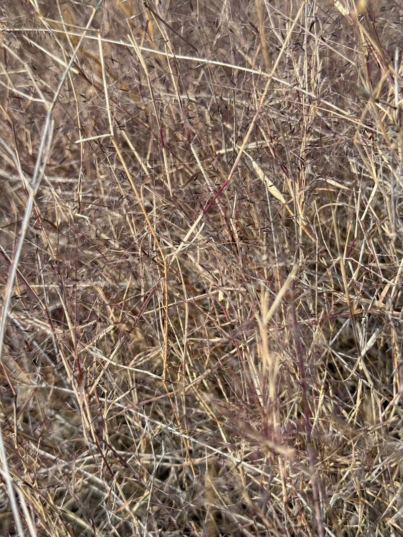 Bush Muhly photo 6