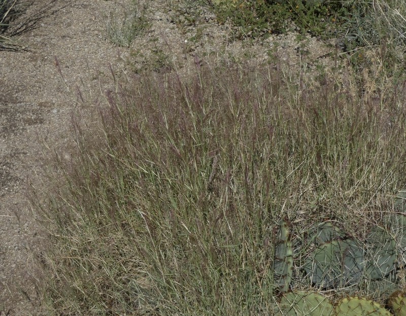 Bush Muhly photo 7