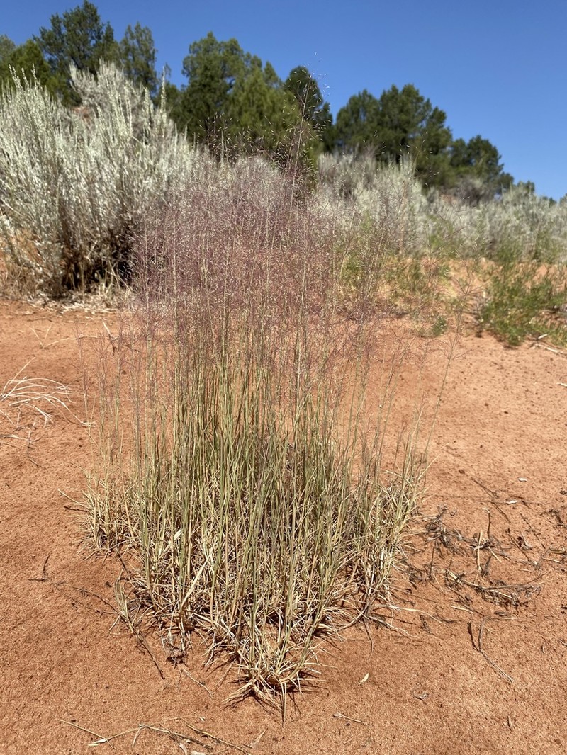 Sandhill Muhly photo 3