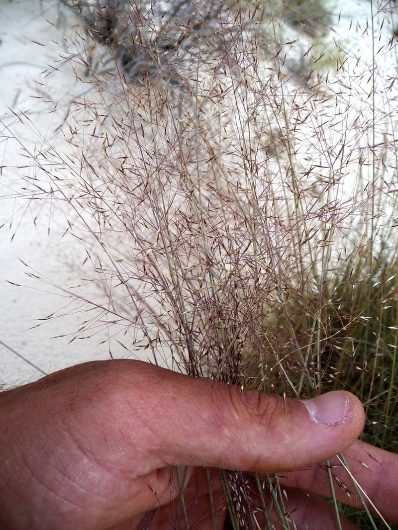 Sandhill Muhly photo 4