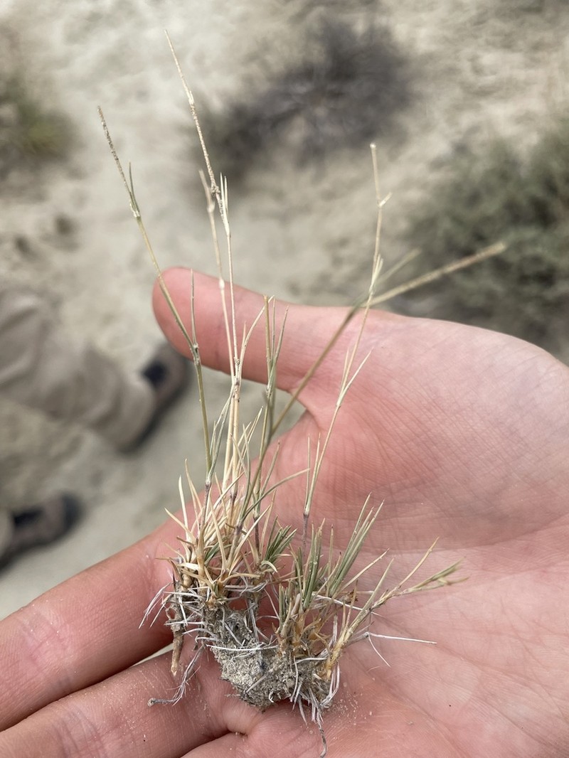Sandhill Muhly photo 5