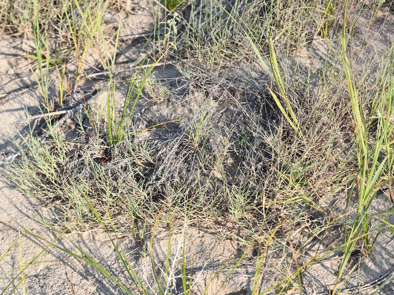 Sandhill Muhly photo 6