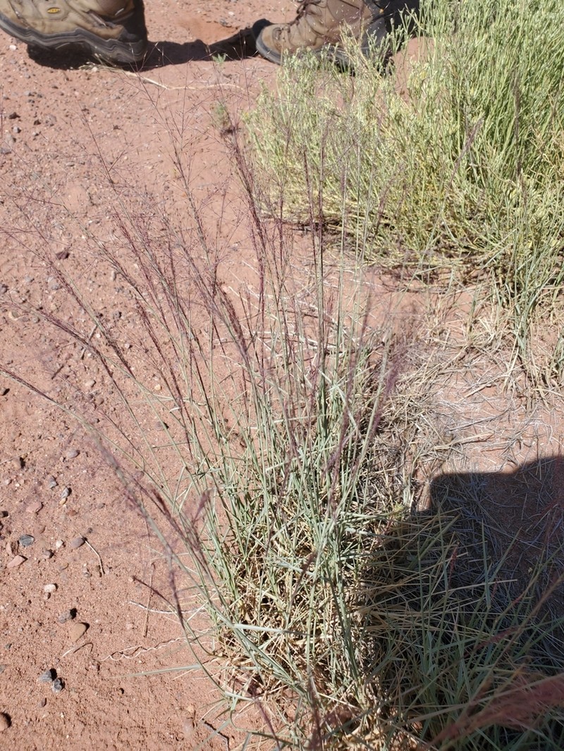 Sandhill Muhly photo 7