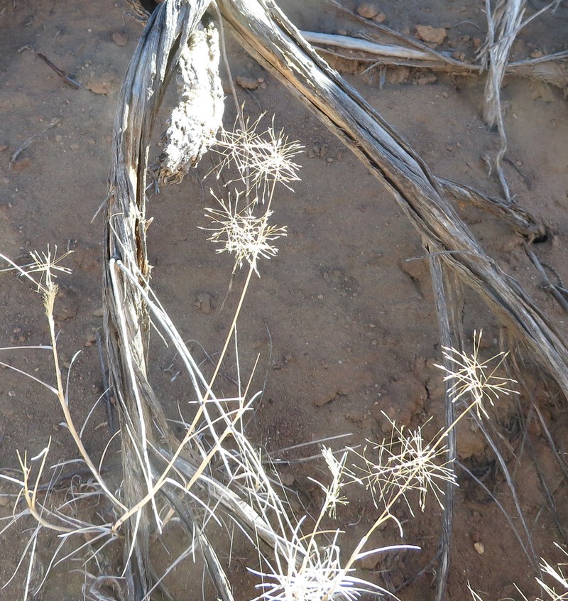 Sandhill Muhly photo 8