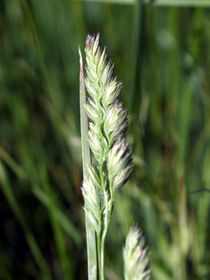 Marsh Muhly