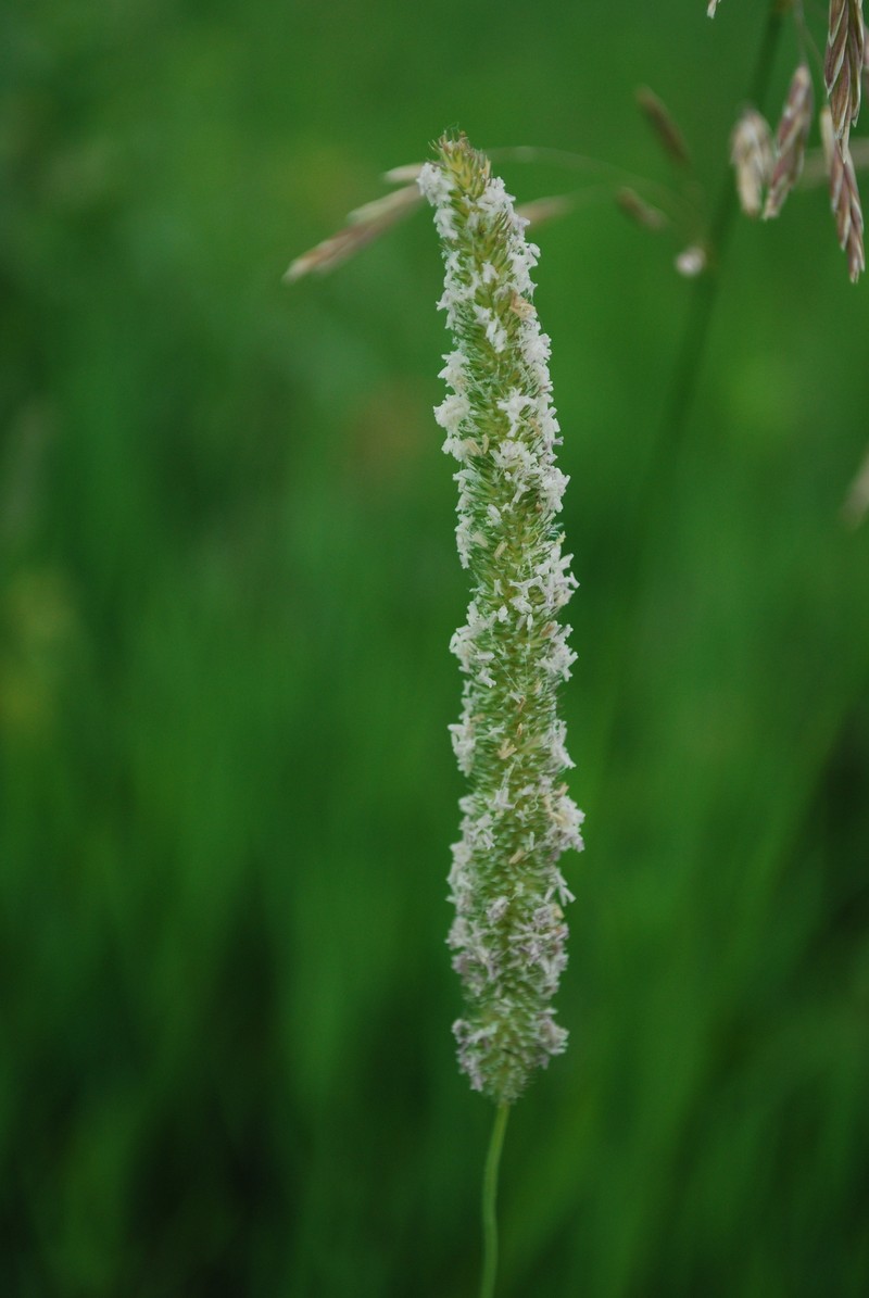 Marsh Muhly photo 3