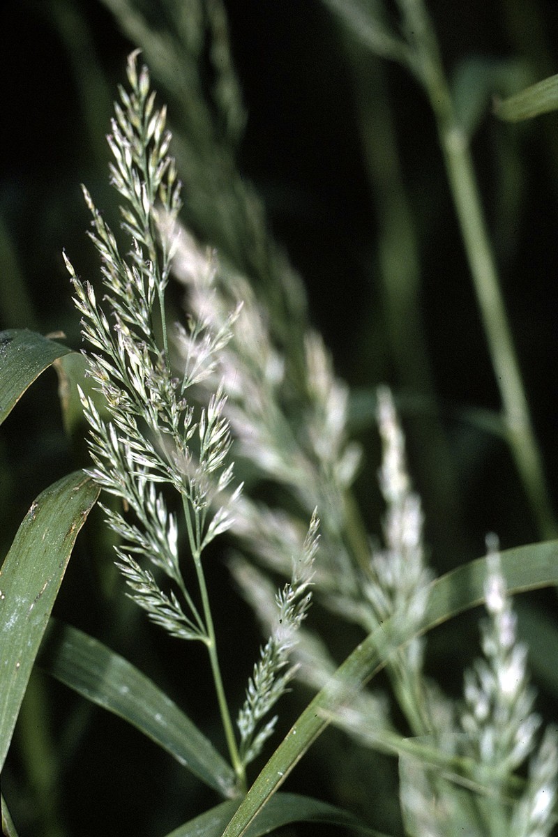 Marsh Muhly photo 4