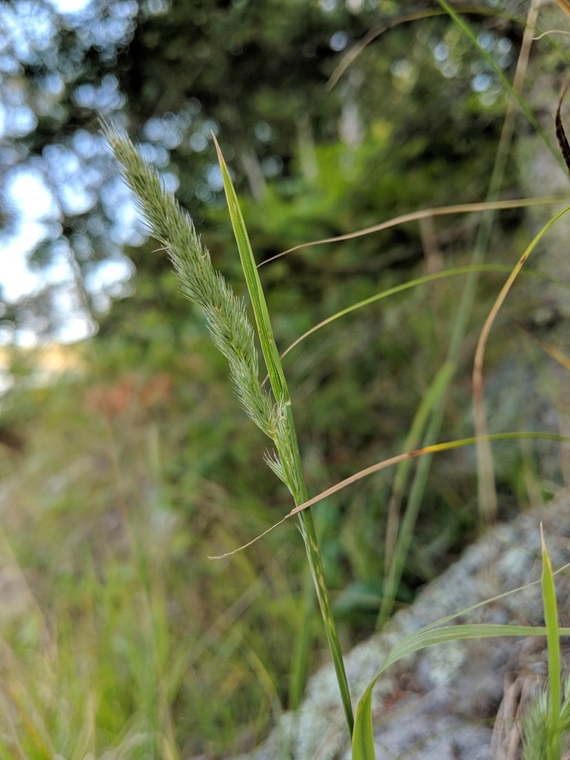 Marsh Muhly photo 3