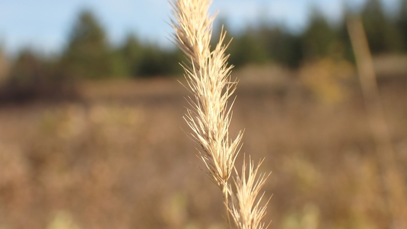 Marsh Muhly photo 5
